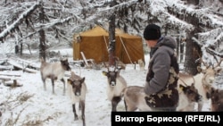 На зиму Герман перегнал стадо на лесное пастбище