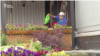 Kazakhstan - Man watering flowers. Nur-Sultan. Video grab. 