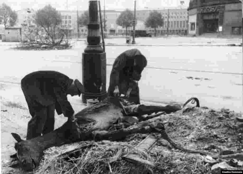 Жители Берлина отрезают кусок мяса с павшей лошади, май 1945 года.