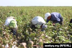 Қазақстанның оңтүстігінде мақта теріп жүрген Өзбекстан мигранттары.