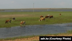 Выпас домашнего скота возле села Коптогай в Атырауской области.