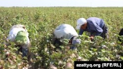 Мигранты из Узбекистана на уборке хлопка на полях вблизи села Есентаева в Южно-Казахстанской области. 20 сентября 2016 года.