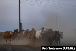 Табун лошадей возвращается с пастбища. Село Чеботарево, Западно-Казахстанская область. 27 августа 2021 года