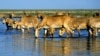 Сайгаки пьют воду в озере недалеко от Алматы. Иллюстративное фото.