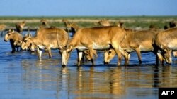 Сайгаки пьют воду в озере недалеко от Алматы. Иллюстративное фото.