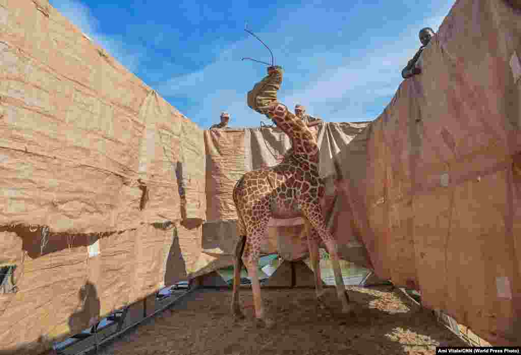 Жирафа Ротшильда (Giraffa camelopardalis rothschildi) транспортується в безпечне місце на спеціально побудованій баржі з затопленого острова Лонгічаро, озеро Барінго, в західній Кенії, 3 грудня 2020 року. Жирафи Ротшильда є підвидом північних жирафів і класифікуються як ті, що перебувають під загрозою зникнення. Жирафа &ndash; найвищий наземний ссавець у світі, а жирафа Ротшильда &ndash; один із найвищих підвидів, що виростає до шести метрів у висоту. Острів Лонгічаро колись був півостровом. Підвищення рівня води в озері Барінго за останні десять років перетворило півострів на острів. &nbsp; Природа: Перша премія, історії &ndash; Амі Вітале