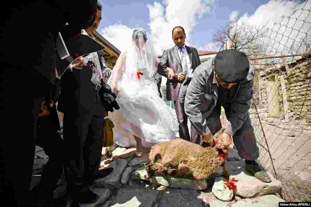 "Yeni ailə"-nin ayaqları altında qurban kəsilir.