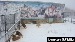 Львы в зимний период в сафари-парке «Тайган»