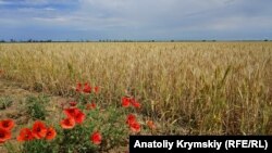 Пшеничное поле в Крыму