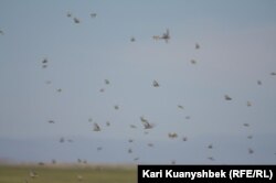 Саранча совершает перелёт. Иллюстративное фото.