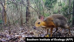 Азиатский оленёк. Источник: Southern Institute of Ecology (AFP) 