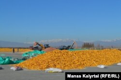 Жүгері қоймасында жұмысшылар техникамен өнімді сұрыптап, тазалап жатыр. Алматы облысы Панфилов ауданы Пенжім ауылы, 6 қараша 2021 жыл.