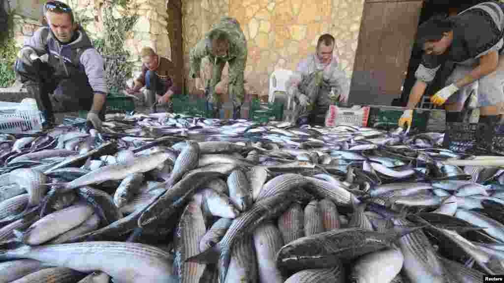 Сотрудники рыбной фермы ловят кефаль в водах Черного моря на мысе Тарханкут, 3 октября 2017 года